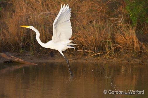 Egret Taking Wing_29078.jpg - Great Egret (Ardea alba) photographed near Port Lavaca, Texas, USA.